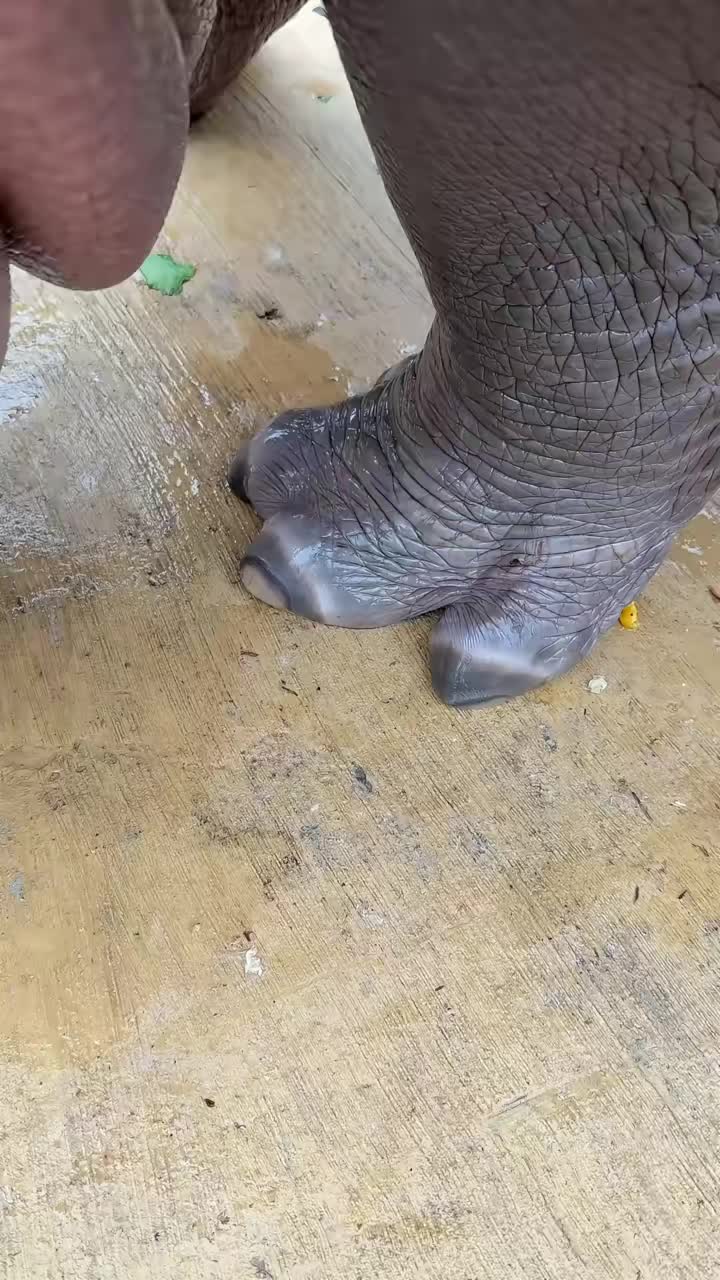 @Hippo