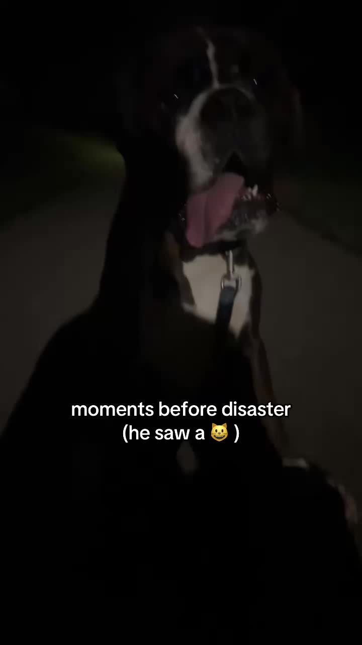 @ΠΑVZILLA🦍