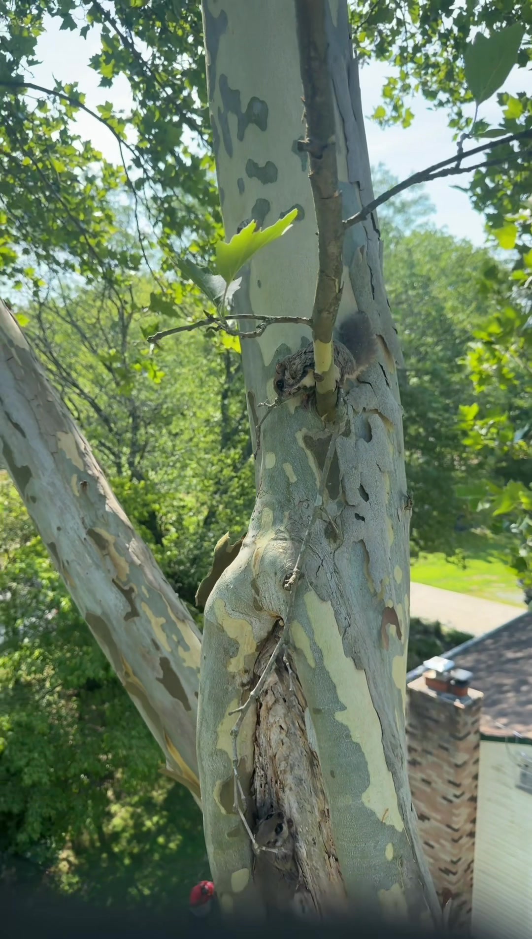 @Buzzsawtrees