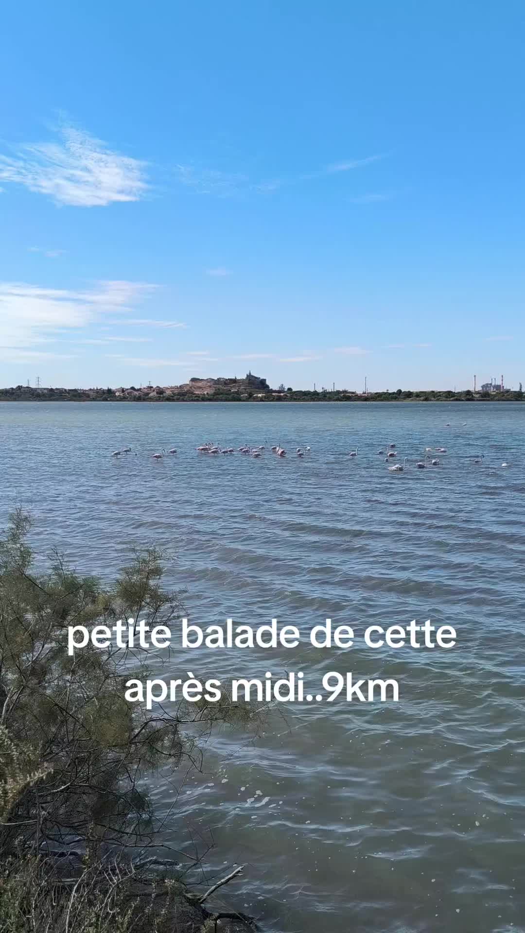 @bellastef