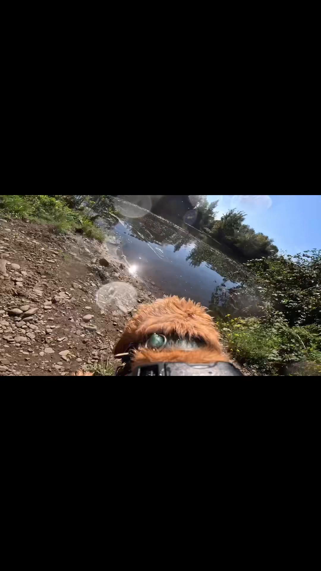 @DogWalk78