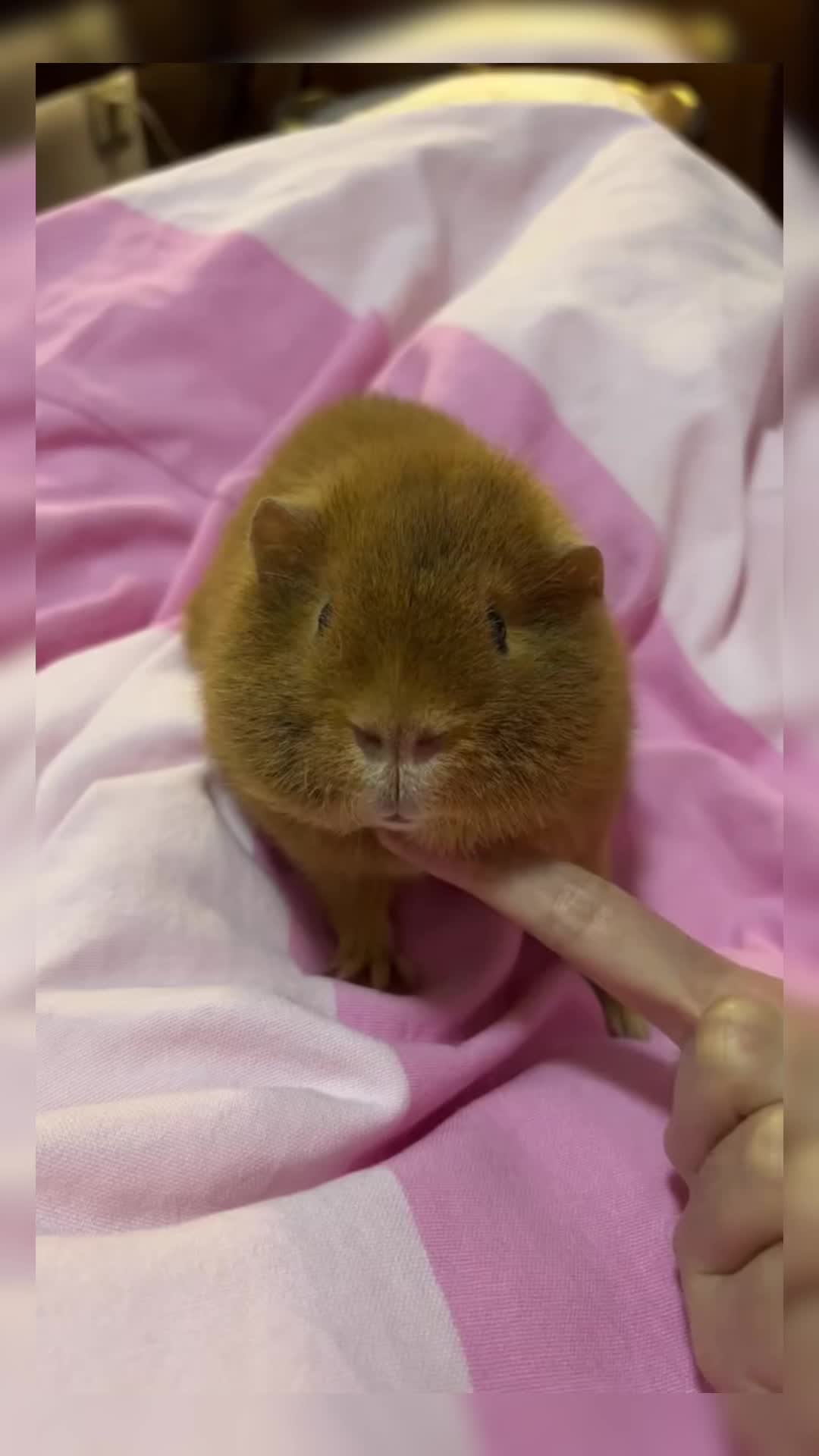 @CuteAnimal