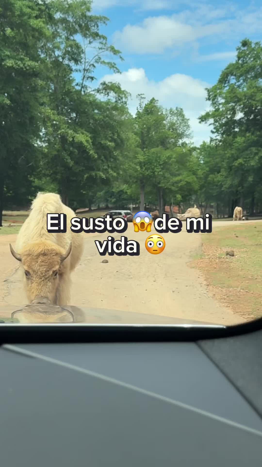 @Lisbeth Suasnabar | Mini vlogs