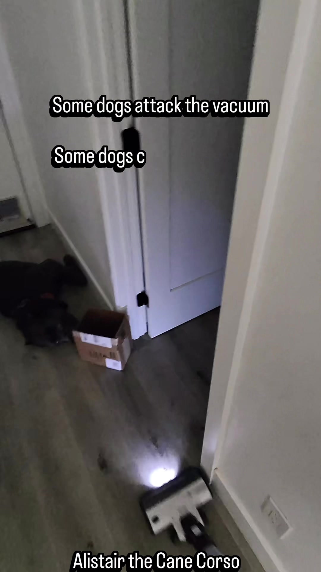 @Alistair the Cane Corso