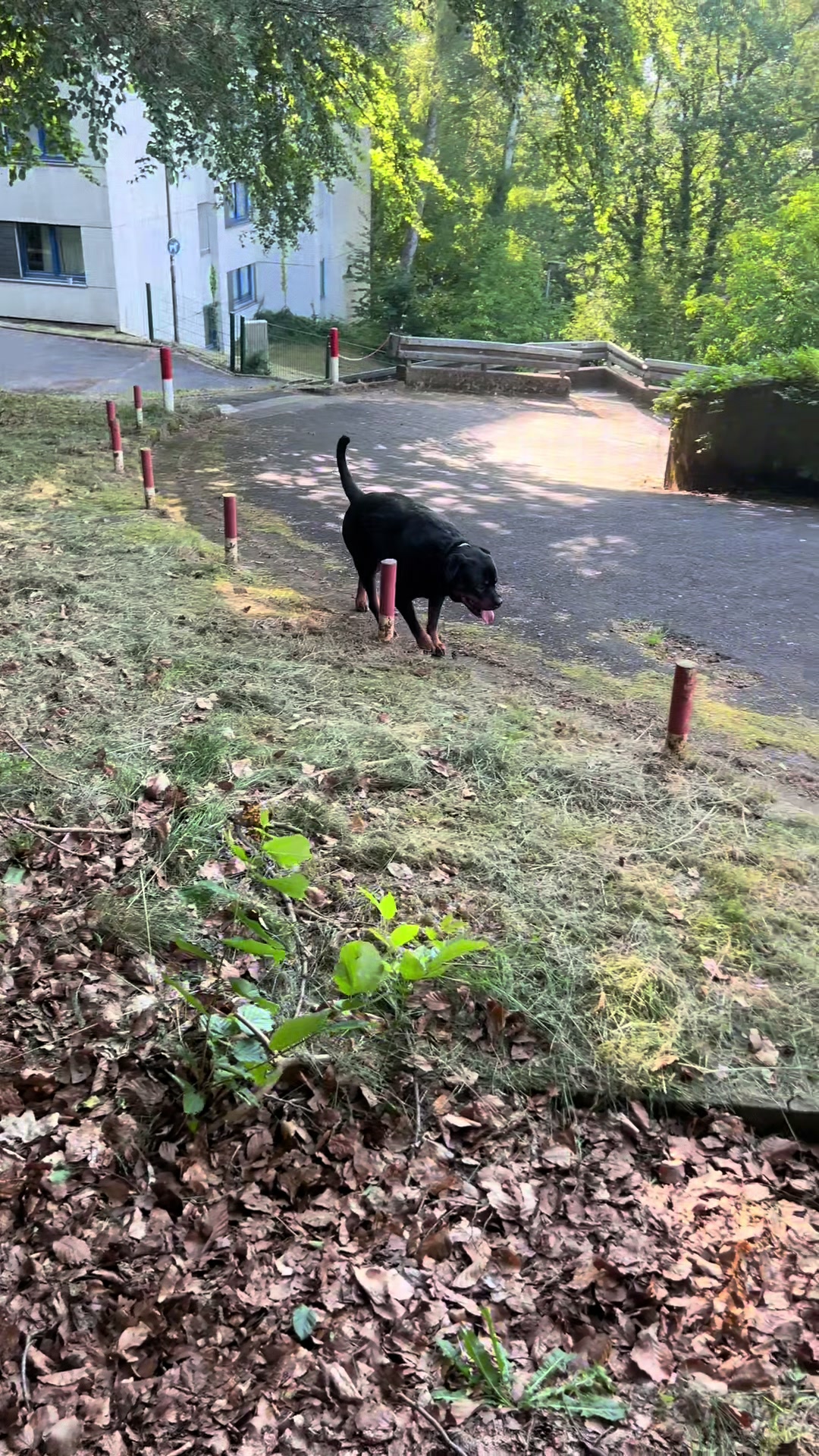 @Lucifer_Rottweiler