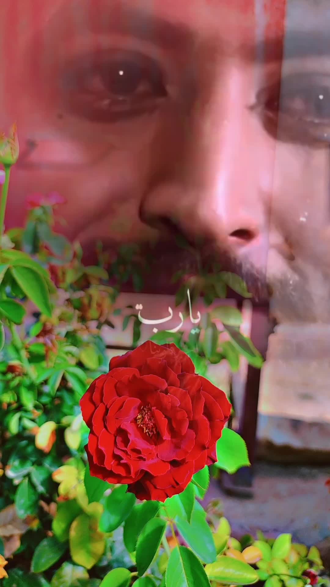 @عبير الورد🍃❤️