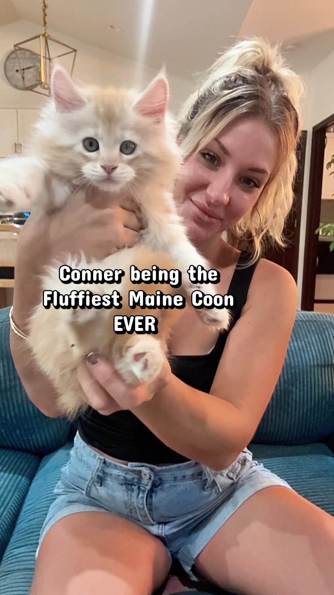 @AristoCoon Cattery