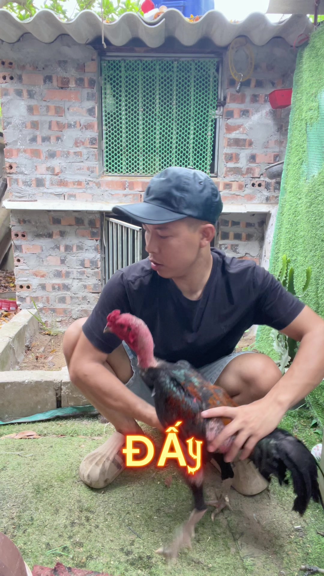 @Thuần G&agrave; Chọi