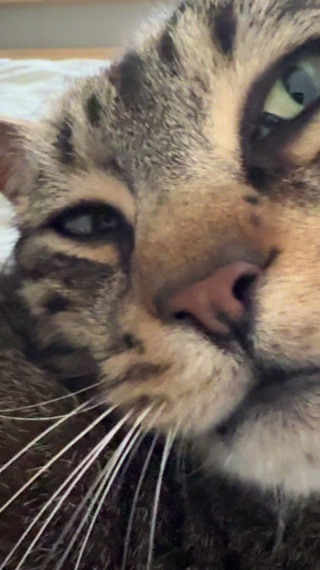 @Coby the Cat 🐾