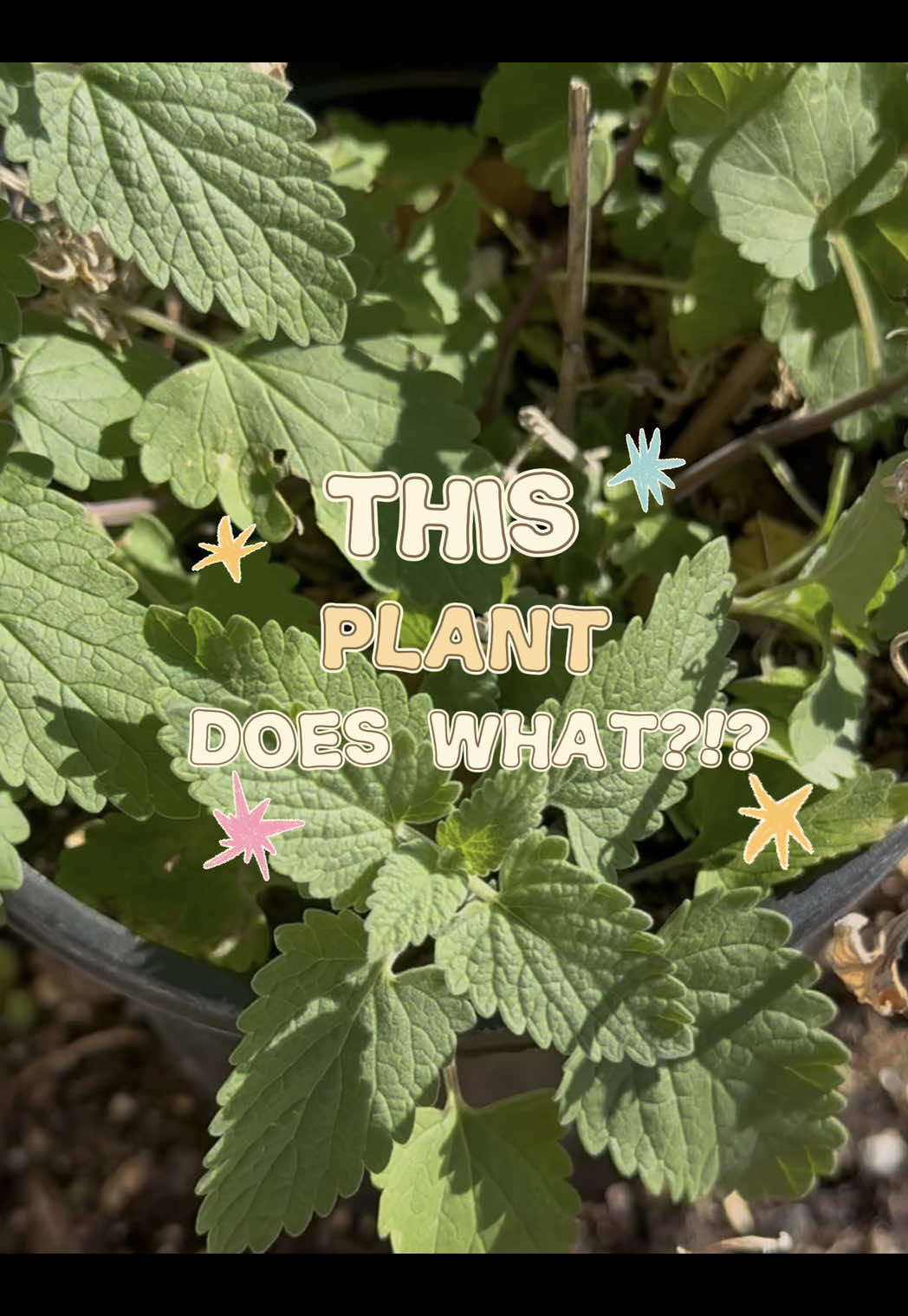 @plant_trappin_apothecary