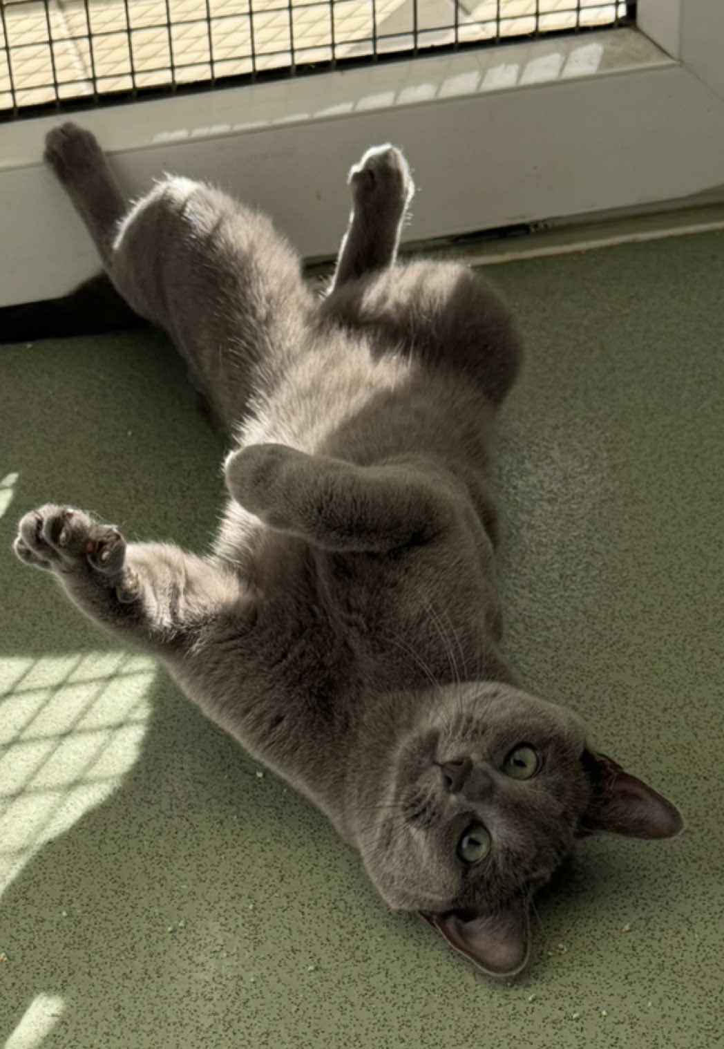 @Herongate Village Cattery