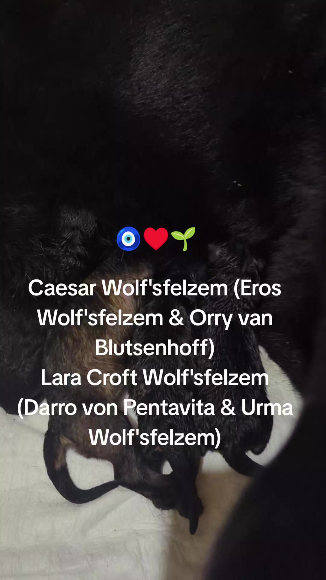 @вівчарки "Wolf'sfelzem"