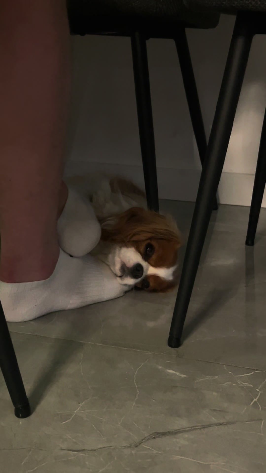 @Lilly Cavalier 🐶