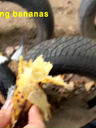 @Shedcam