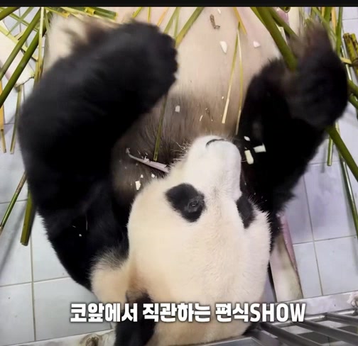 @K-PANDA kim