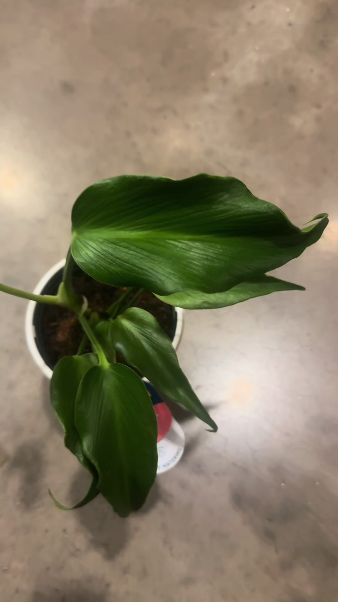 @Plant Deco ATL