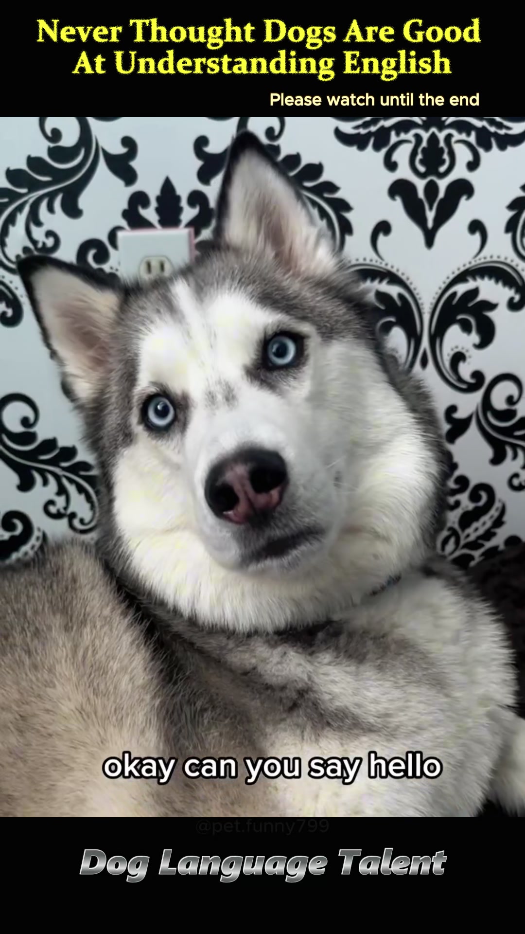 @pet.funny799