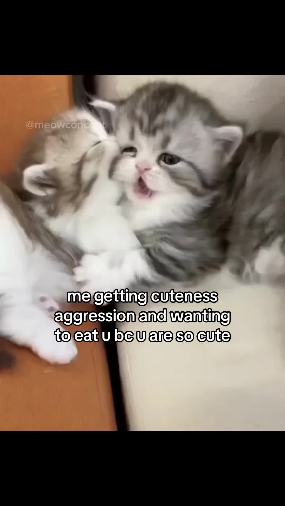 @meowconcept
