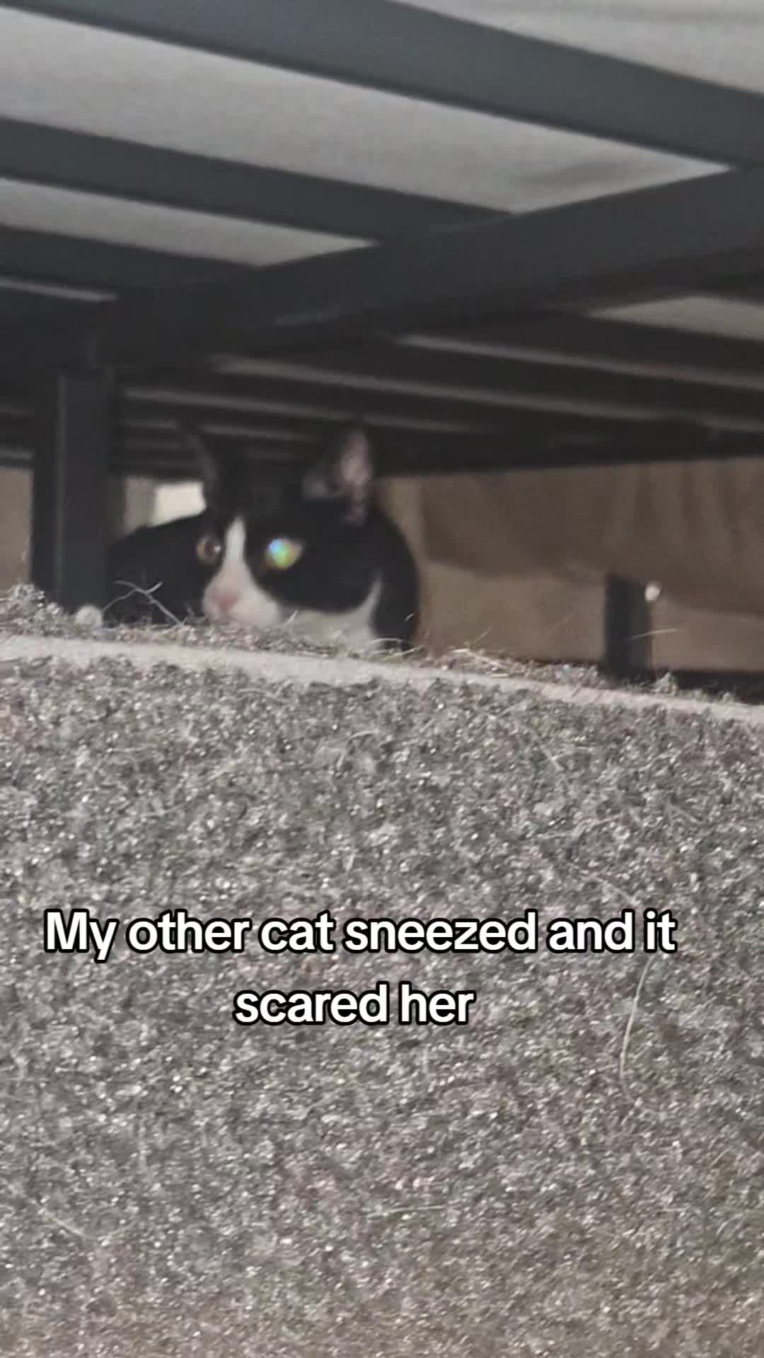 @Vader, Rocko, & Kona