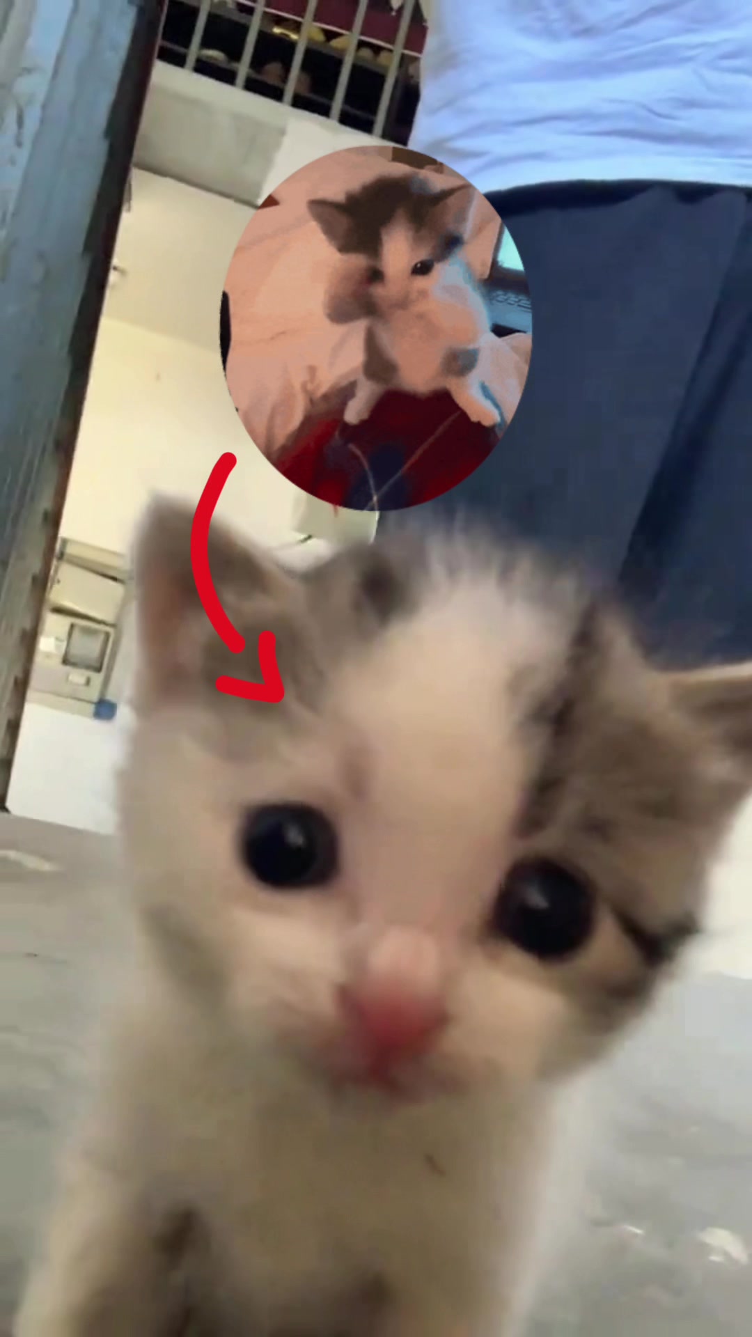 @cat memes