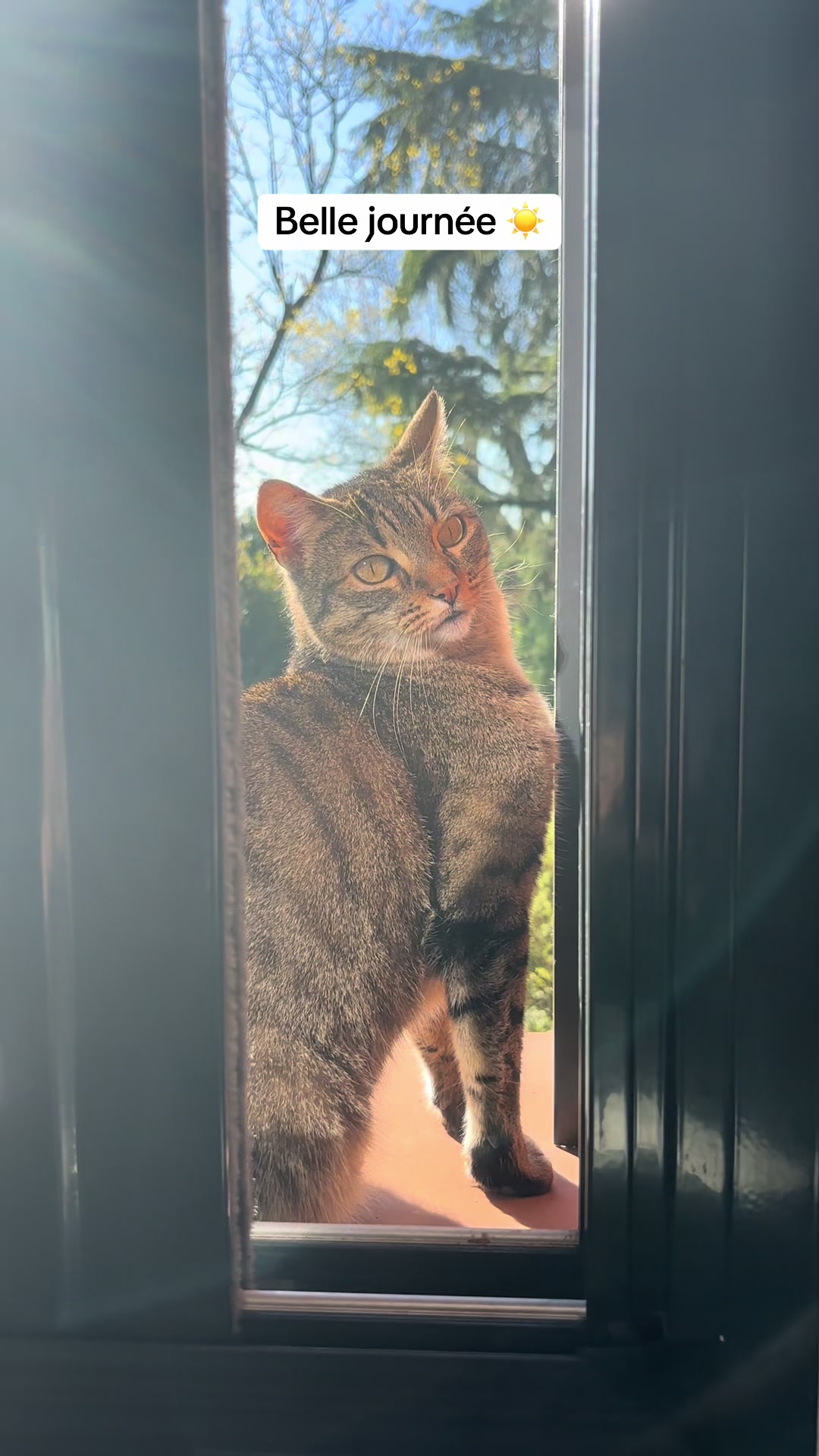 @Bulle la chatte 🐈