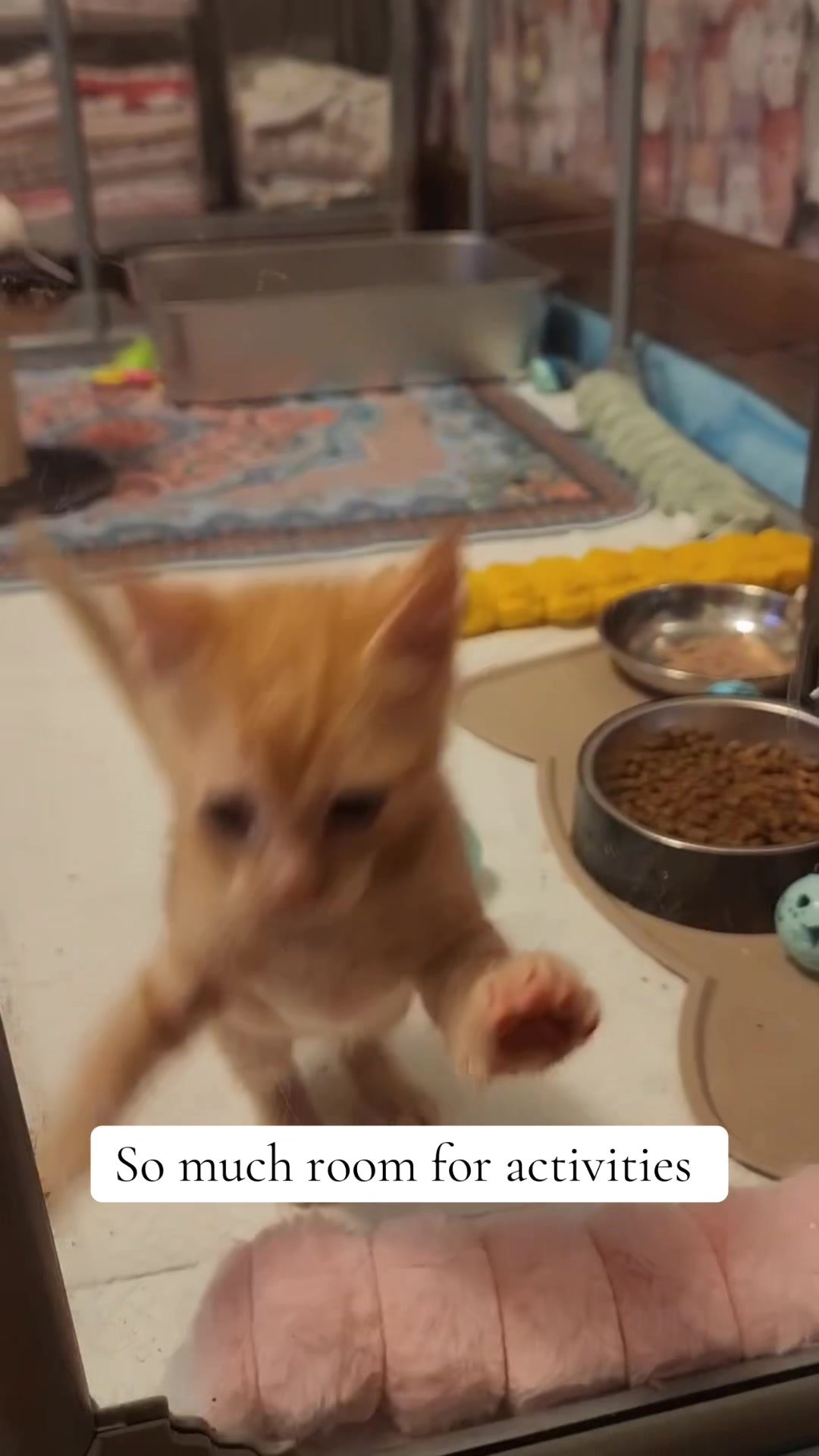 @Kitten.mama