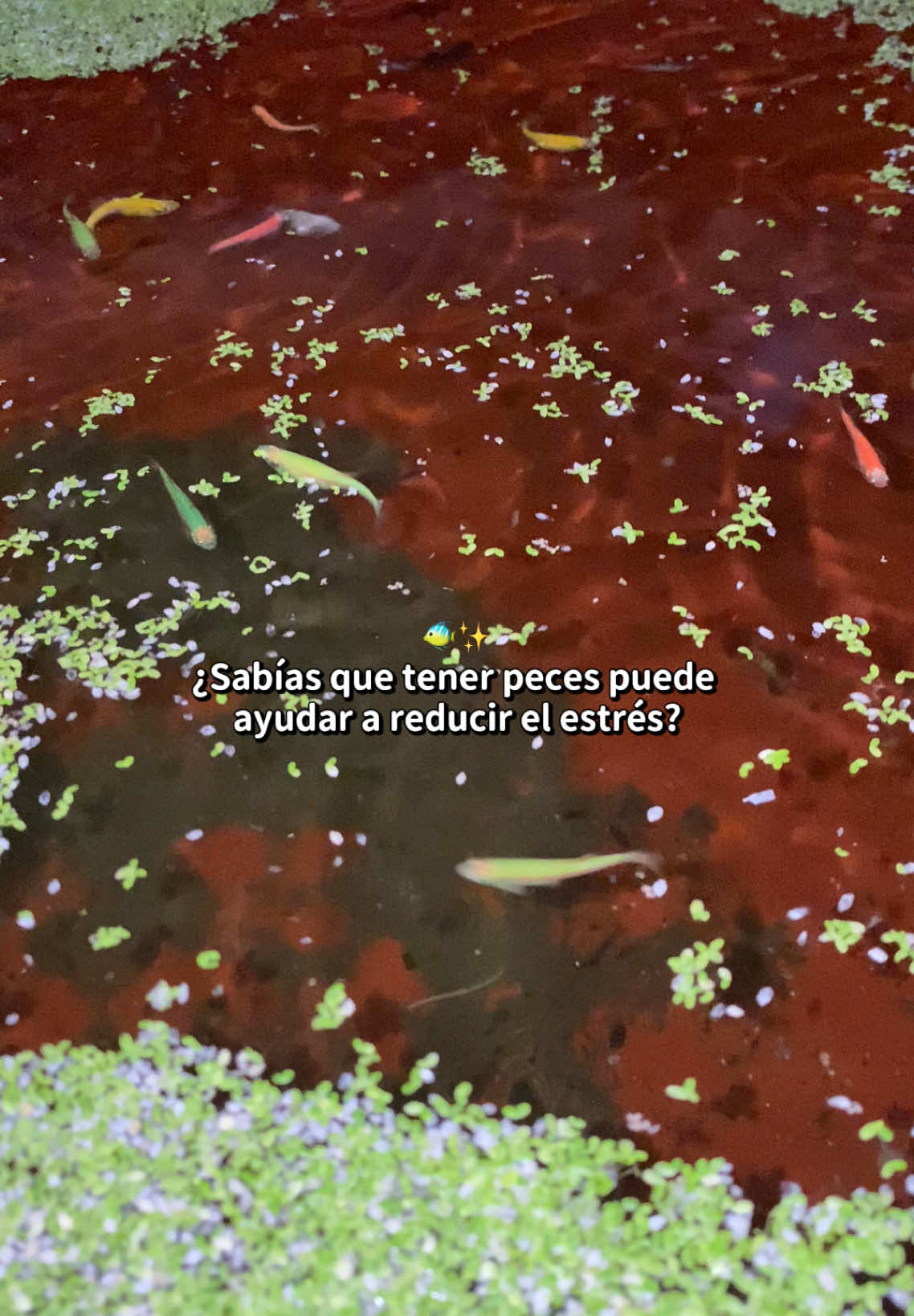 @Ibonne  Guzm&aacute;n 💎🐍