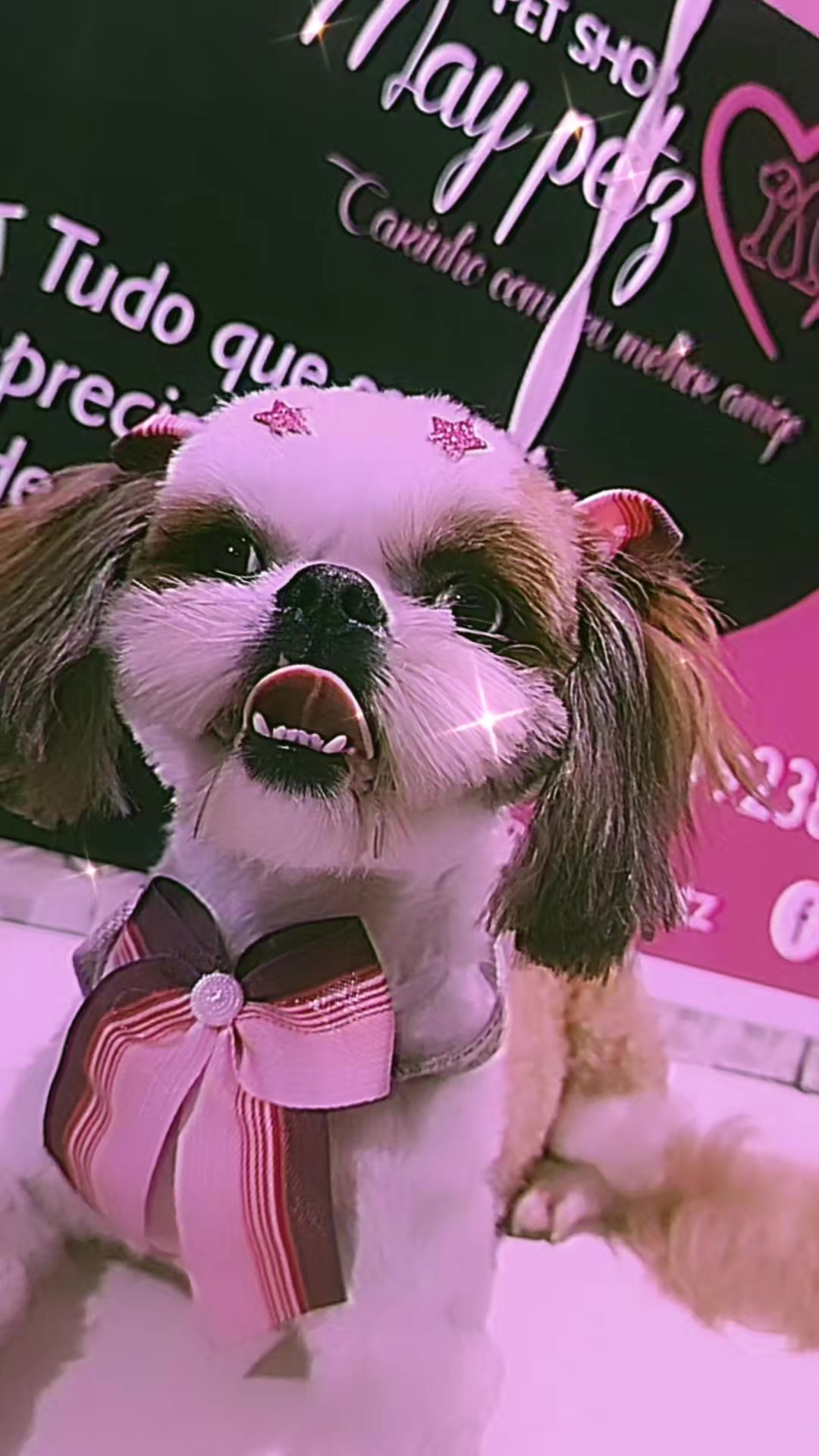 @MayPetz banho e tosa
