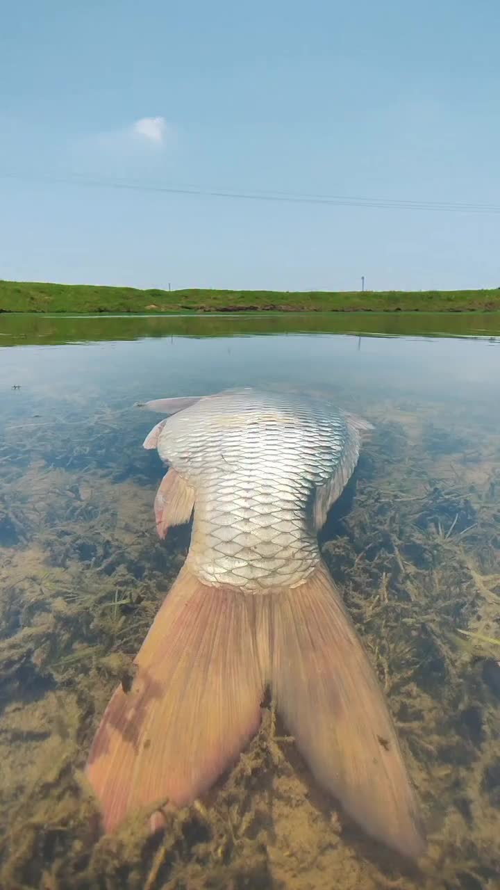 @Fishing