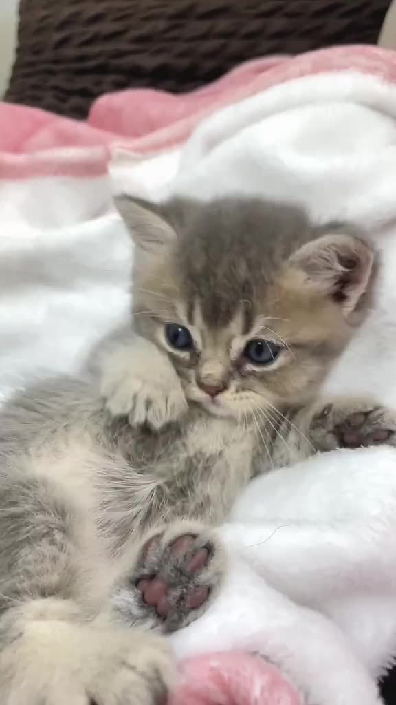 @catbosssss