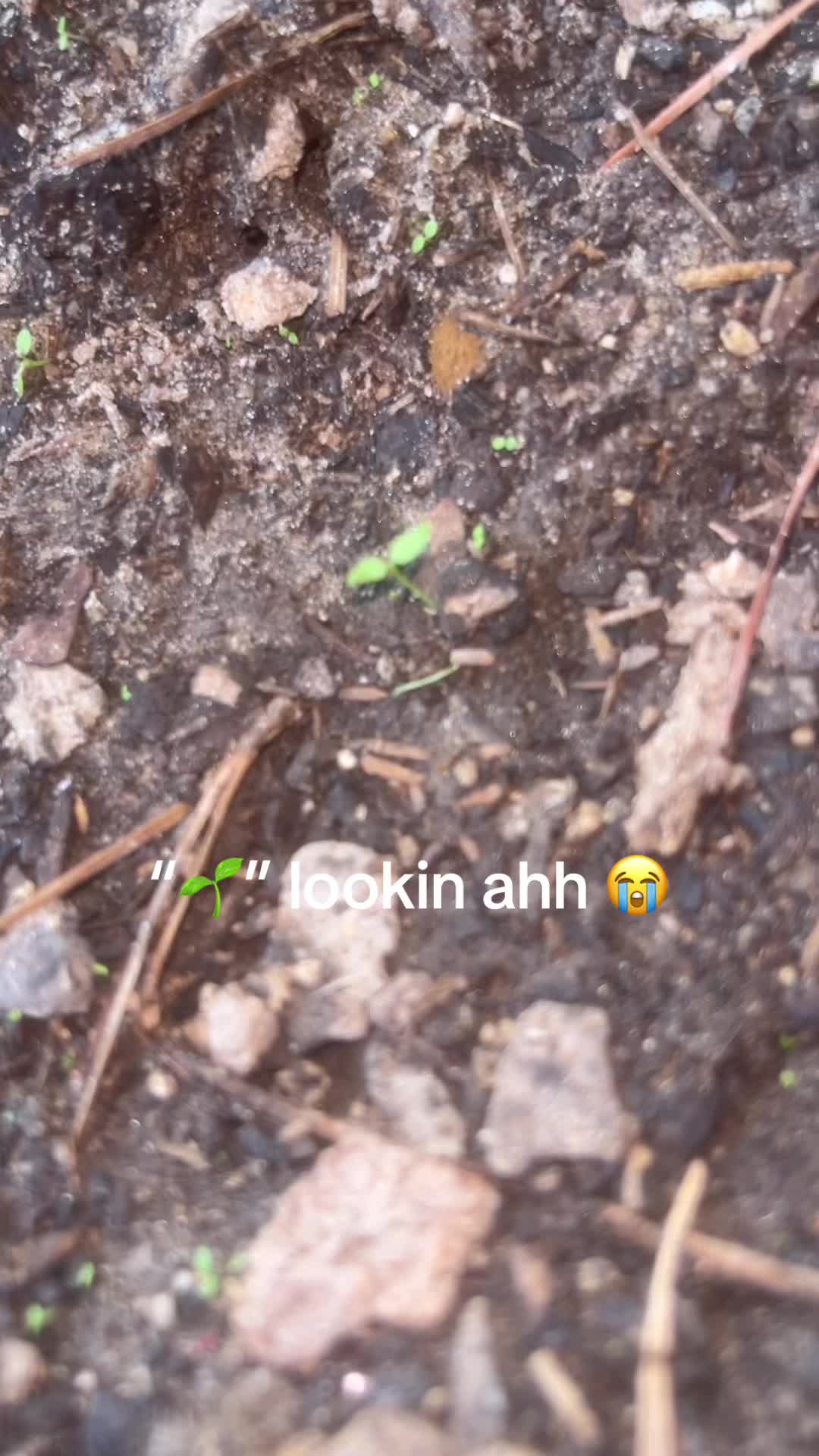 @yo_shasten