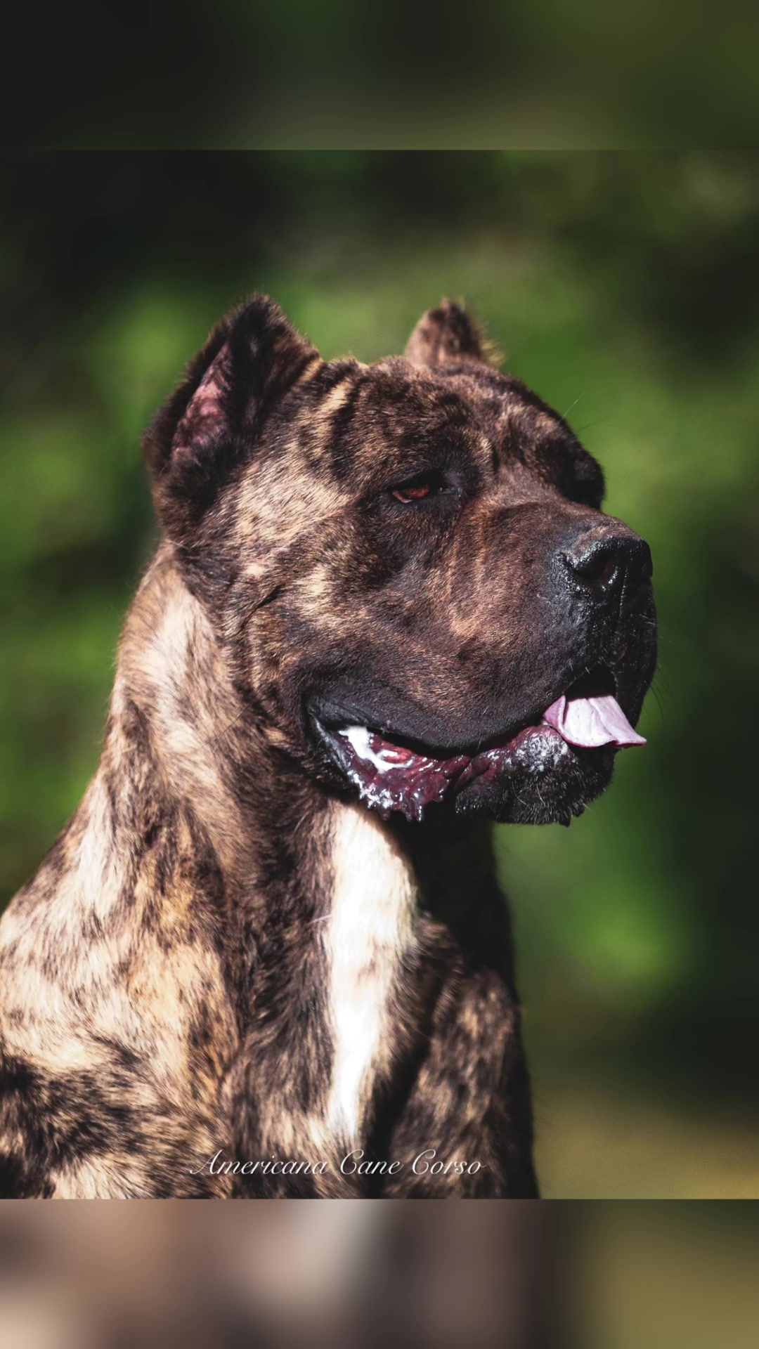 @americana_kennels