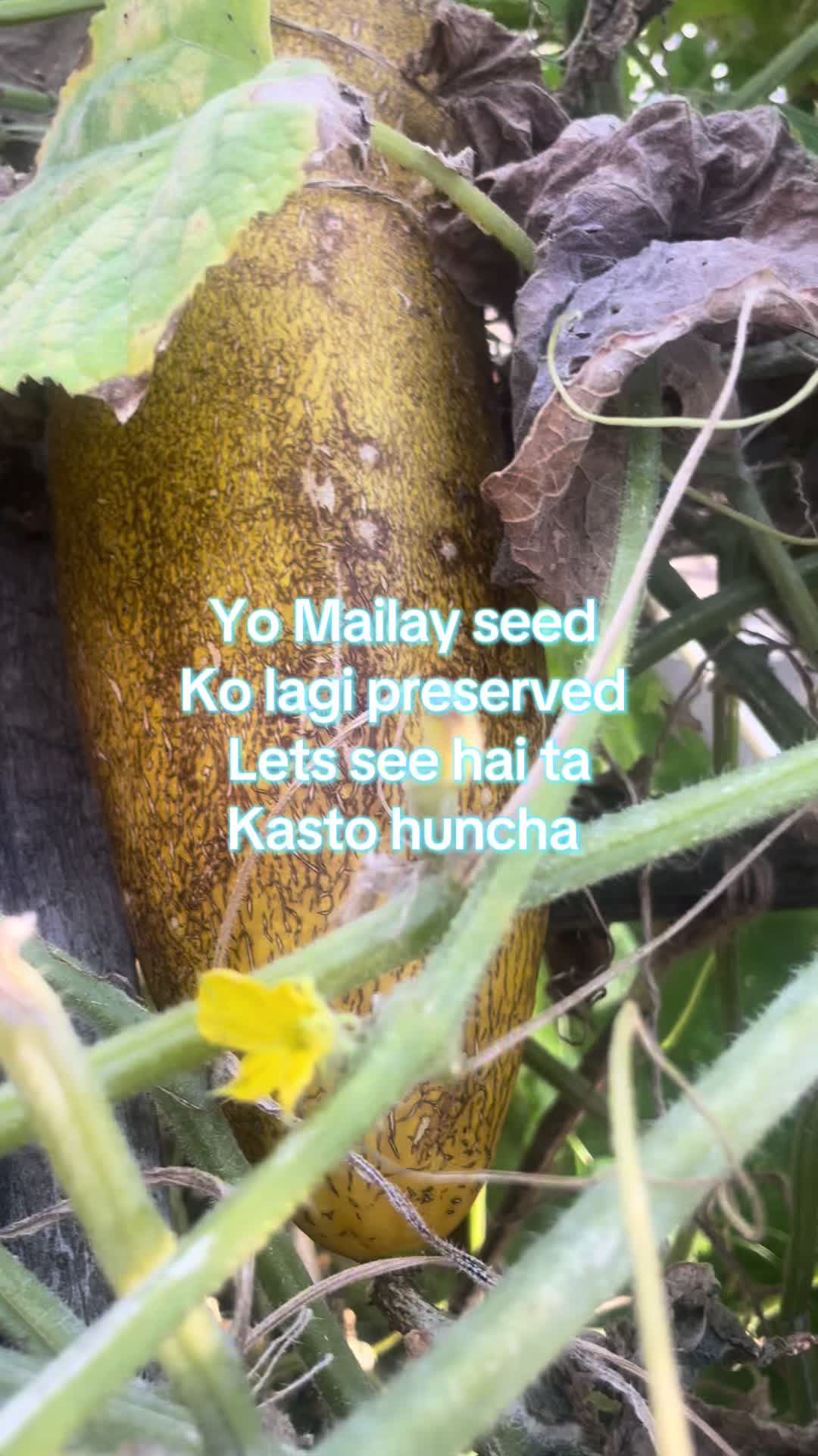 @SP