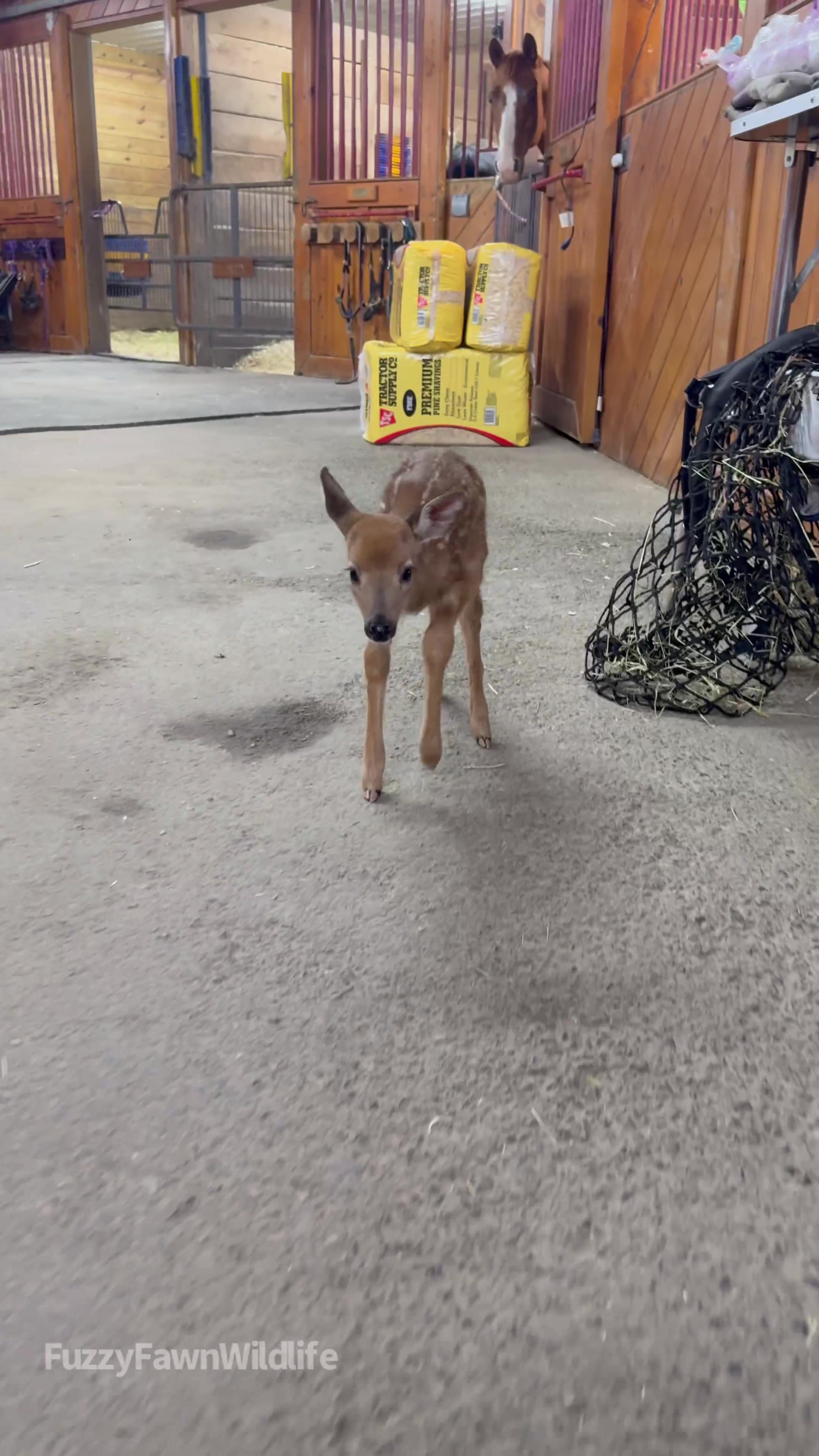 @Fuzzy Fawn Wildlife