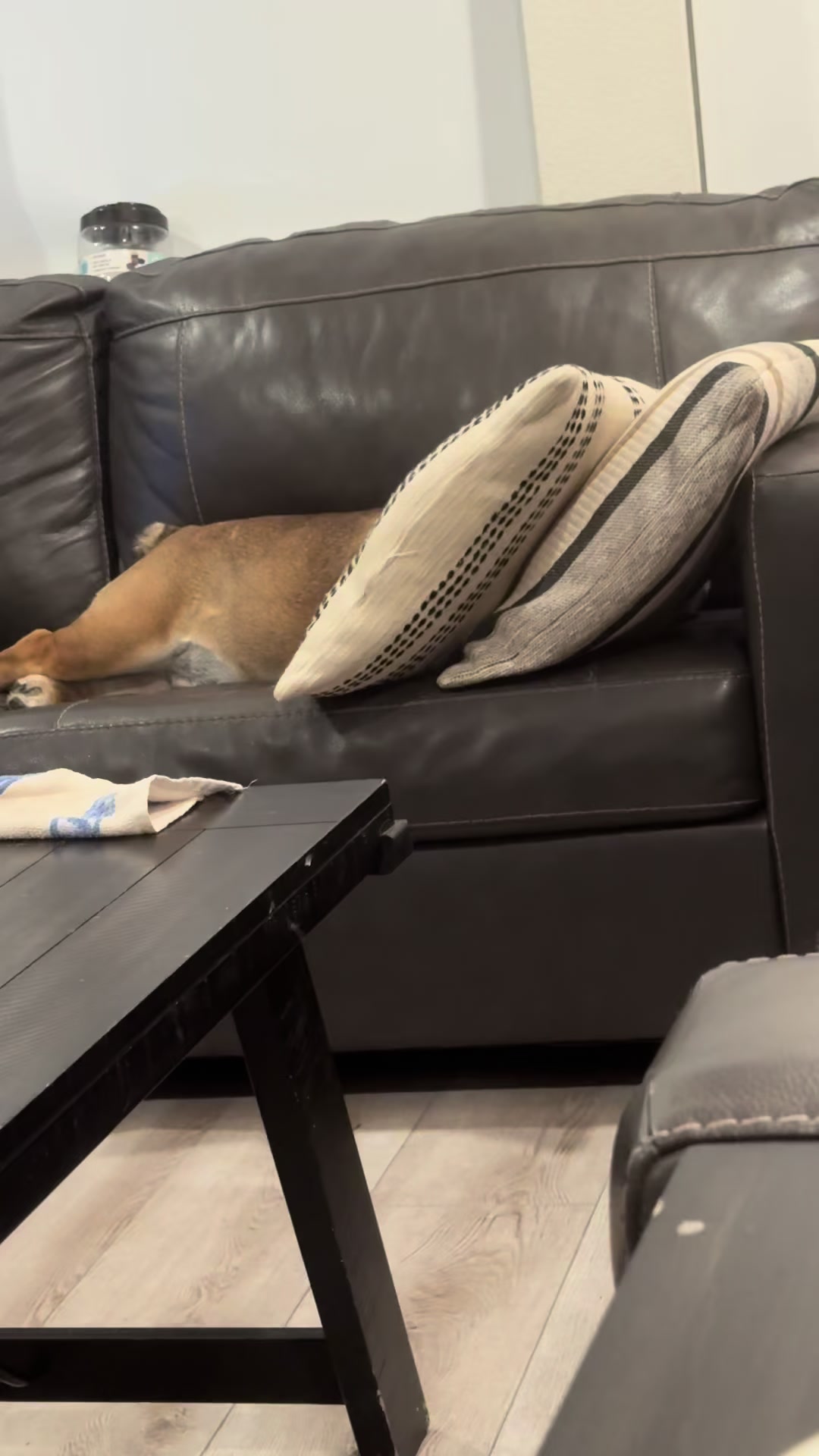 @Taco 🐶🧿