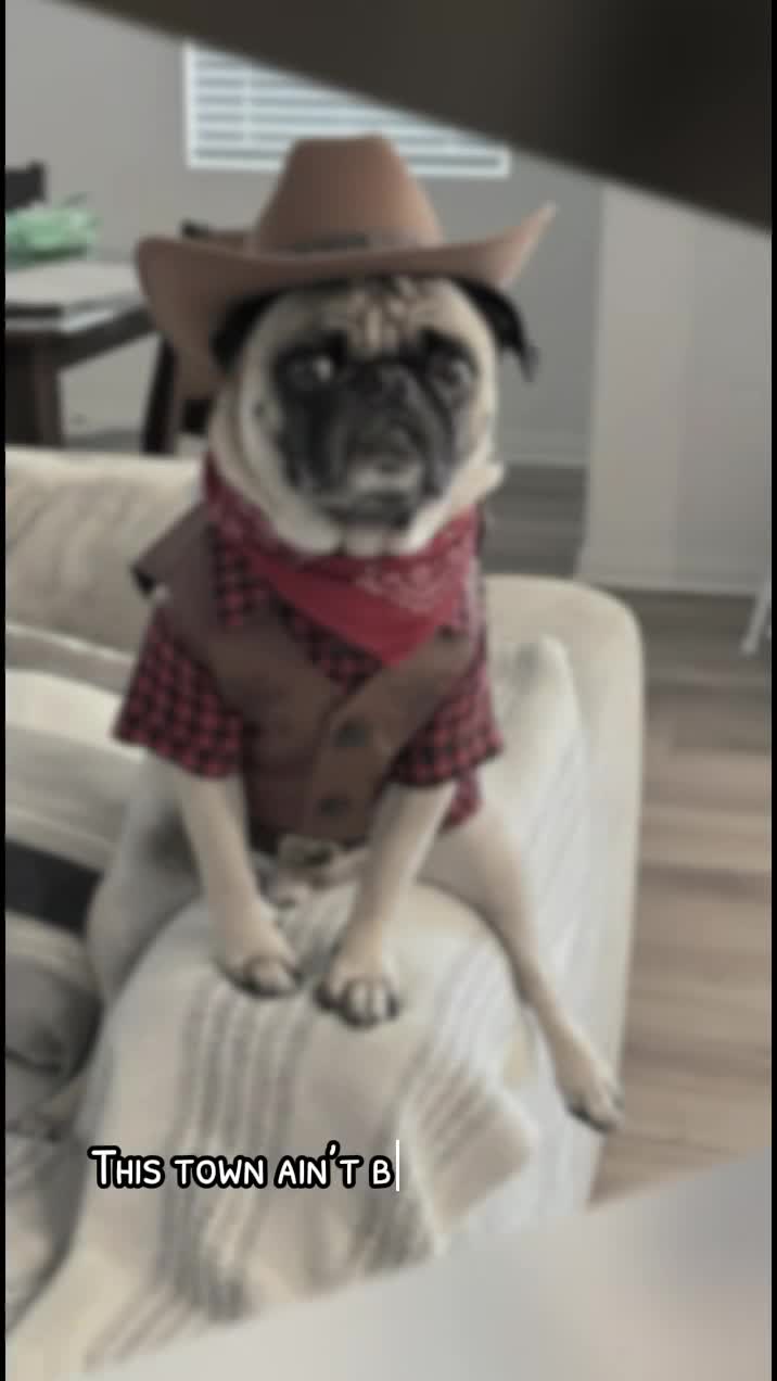 @Benji&Mia the Pugs