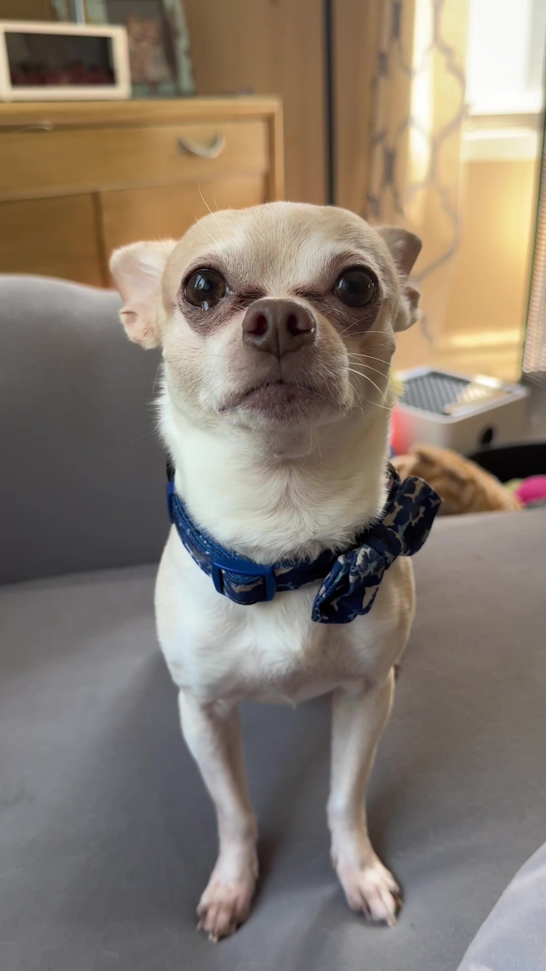 @Frankie the Chihuahua