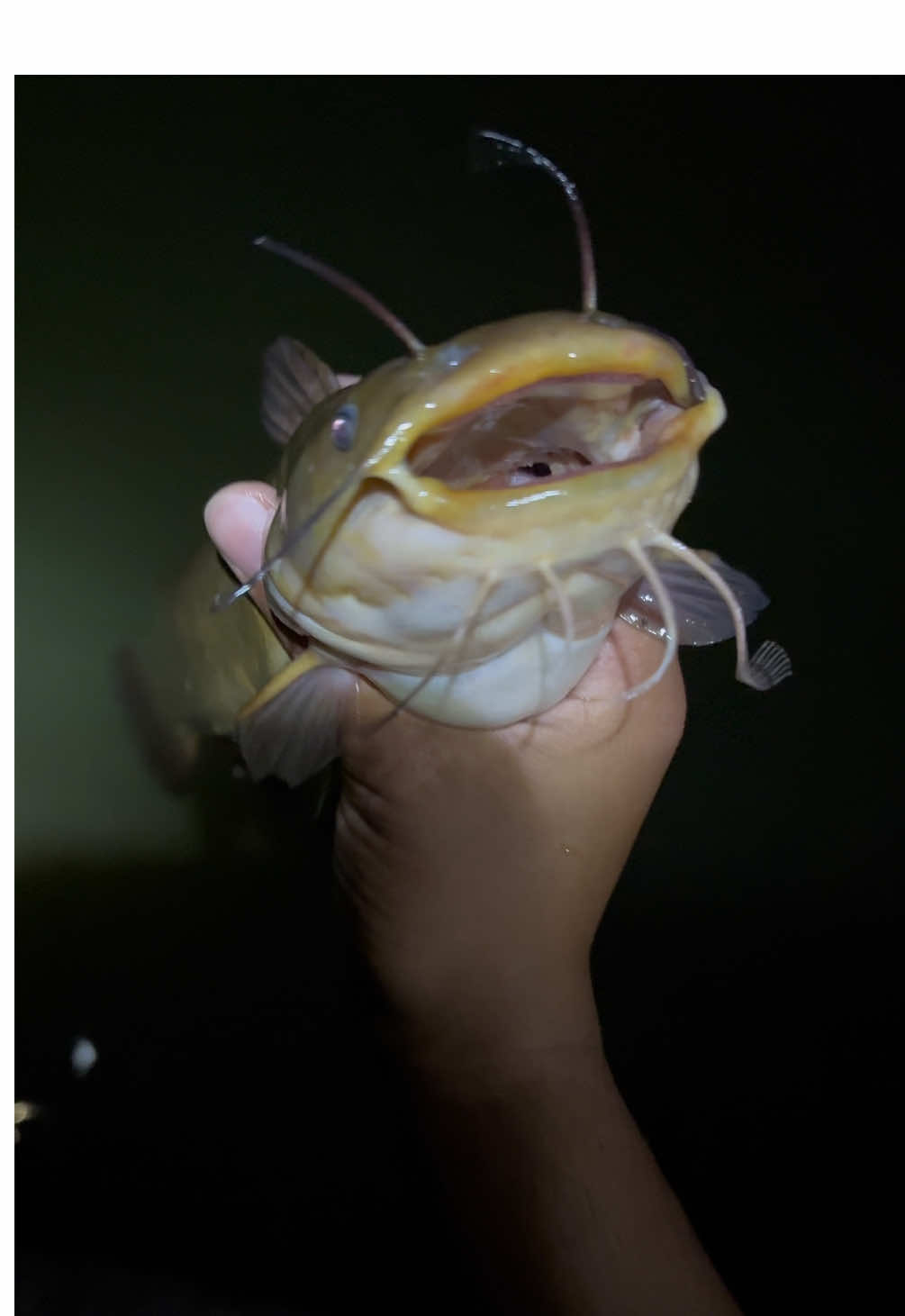 @fishmason