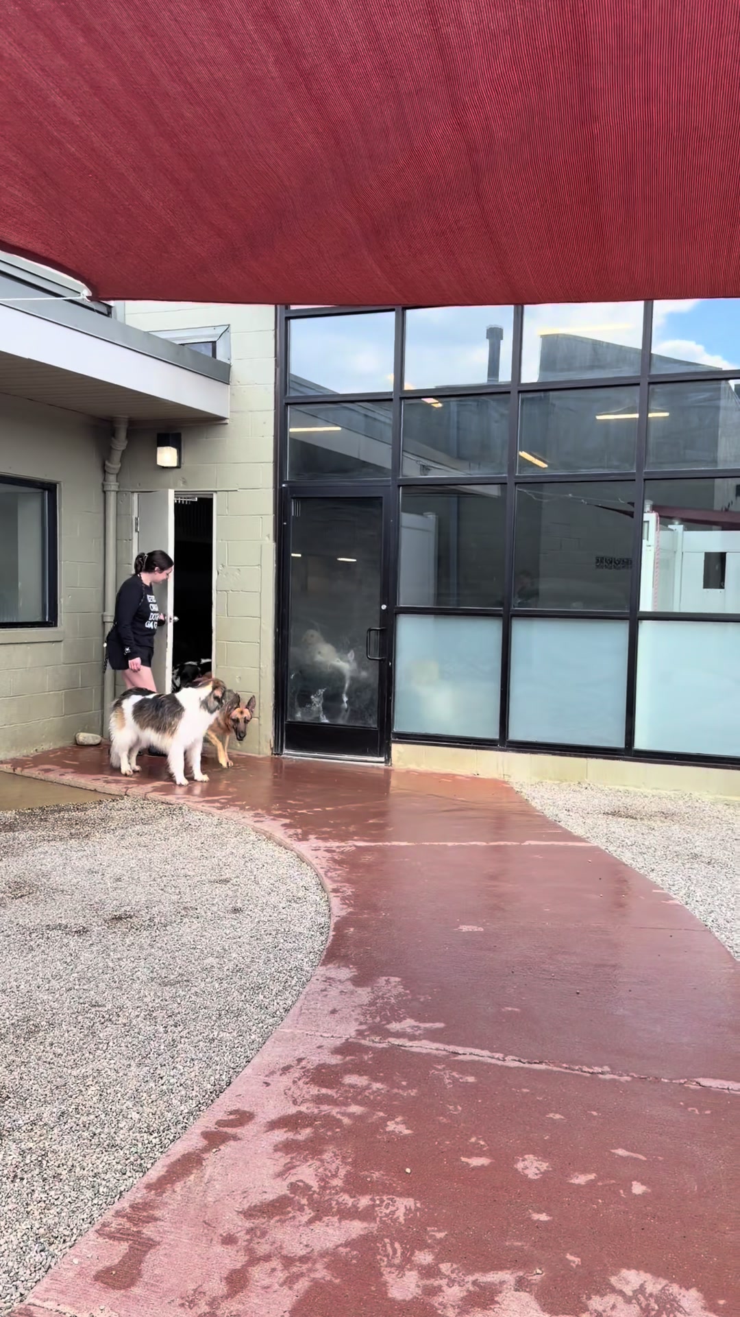 @Doggieinthewindow