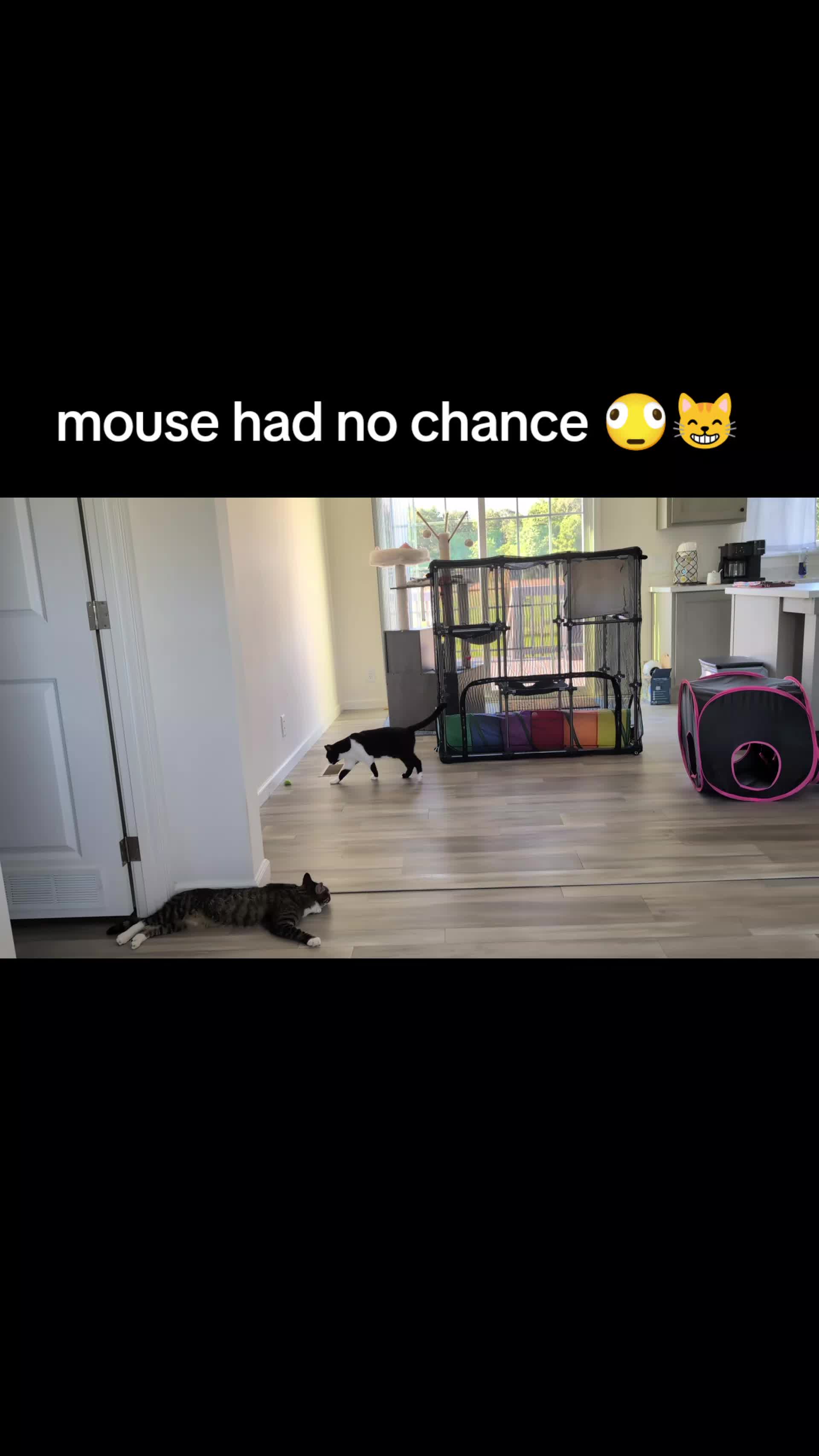 @The Ultimate Catio Life