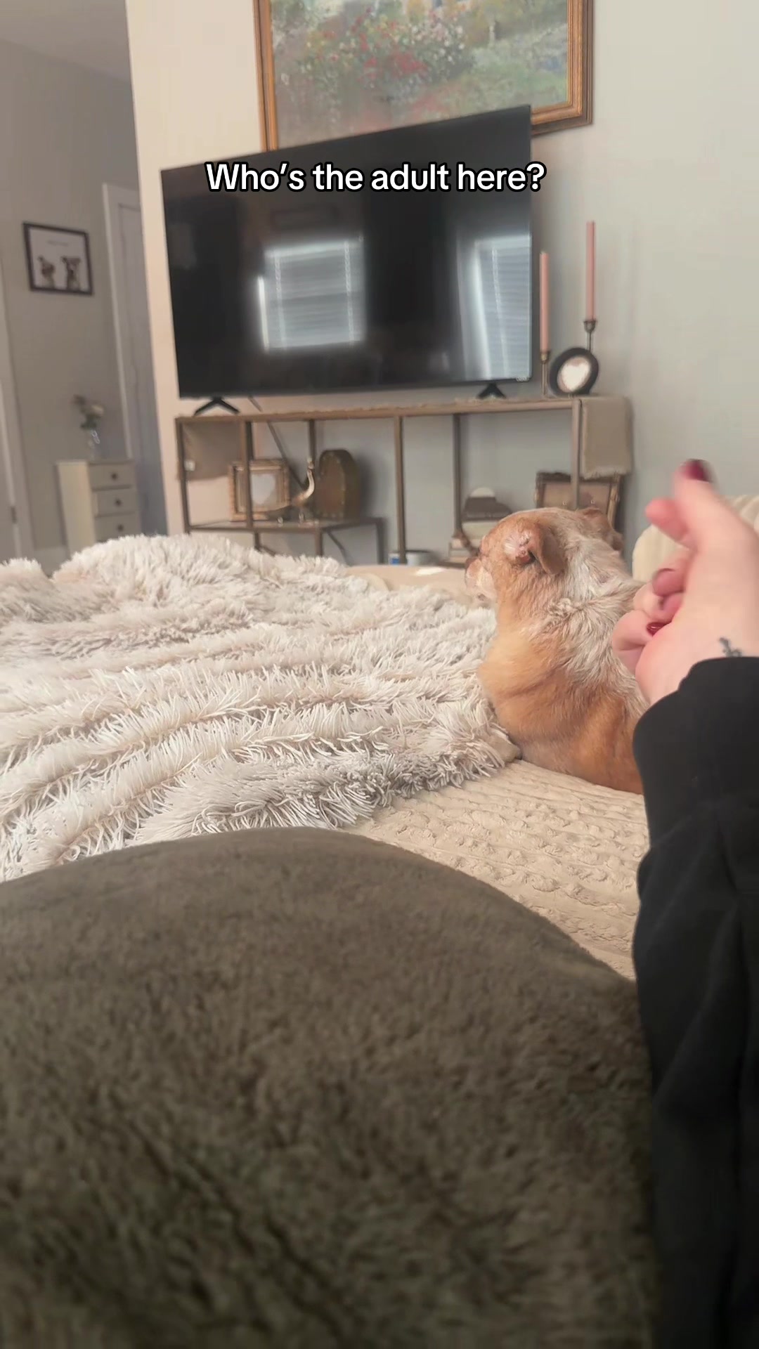 @Cody the Chi & The Spare Ones