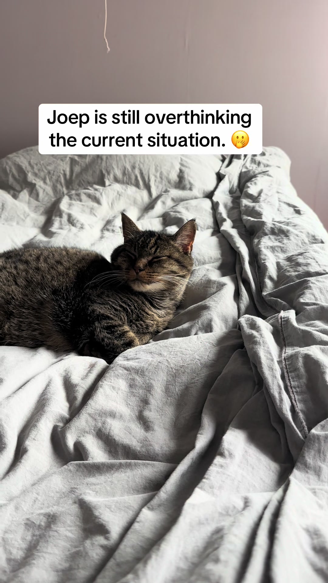 @Joep_the_ rescuecat