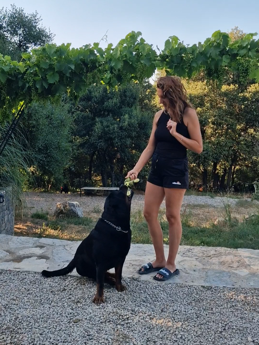 @Laetitia FACHETTi Rottweiler