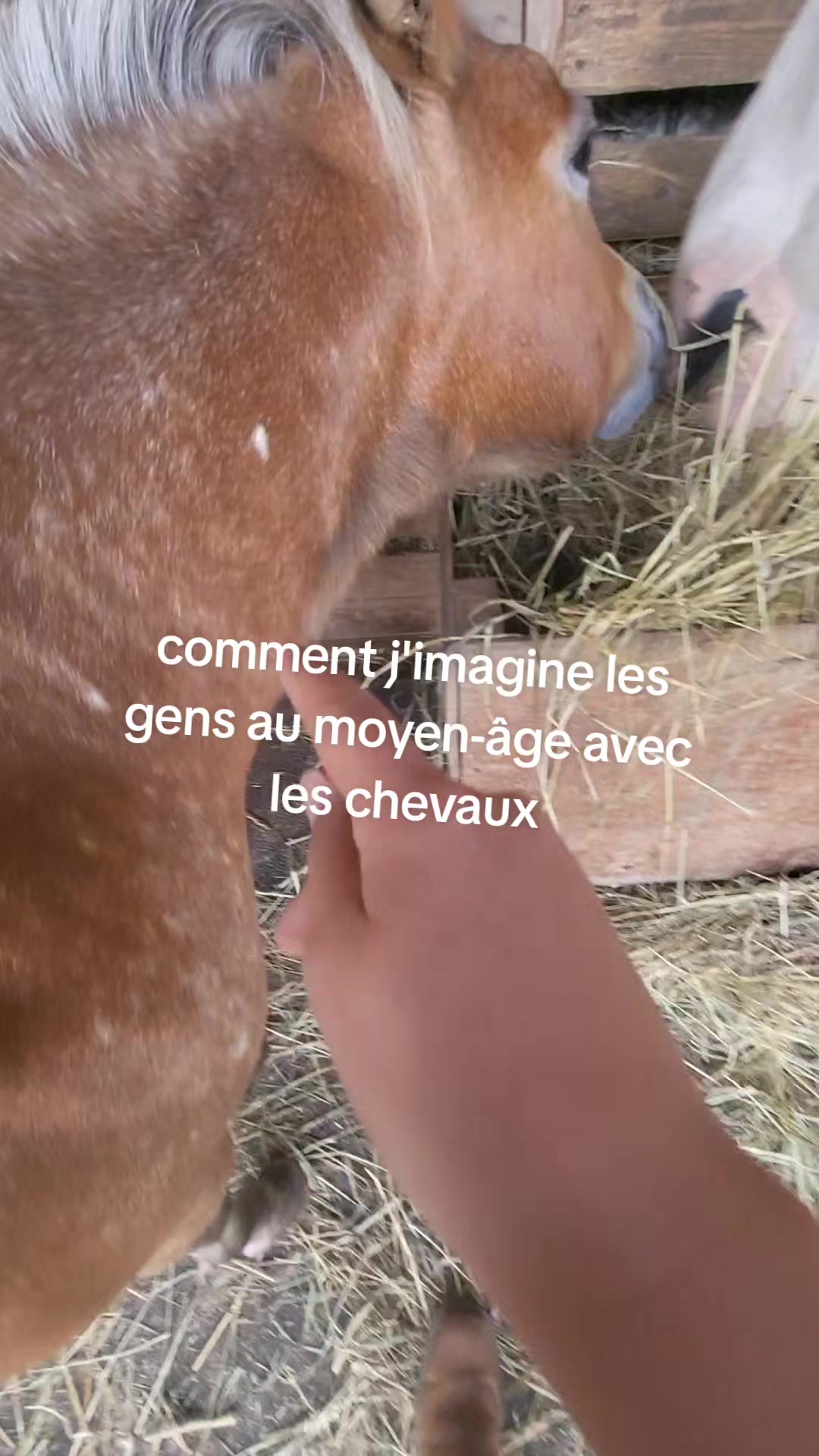 @🤠Rox🐴