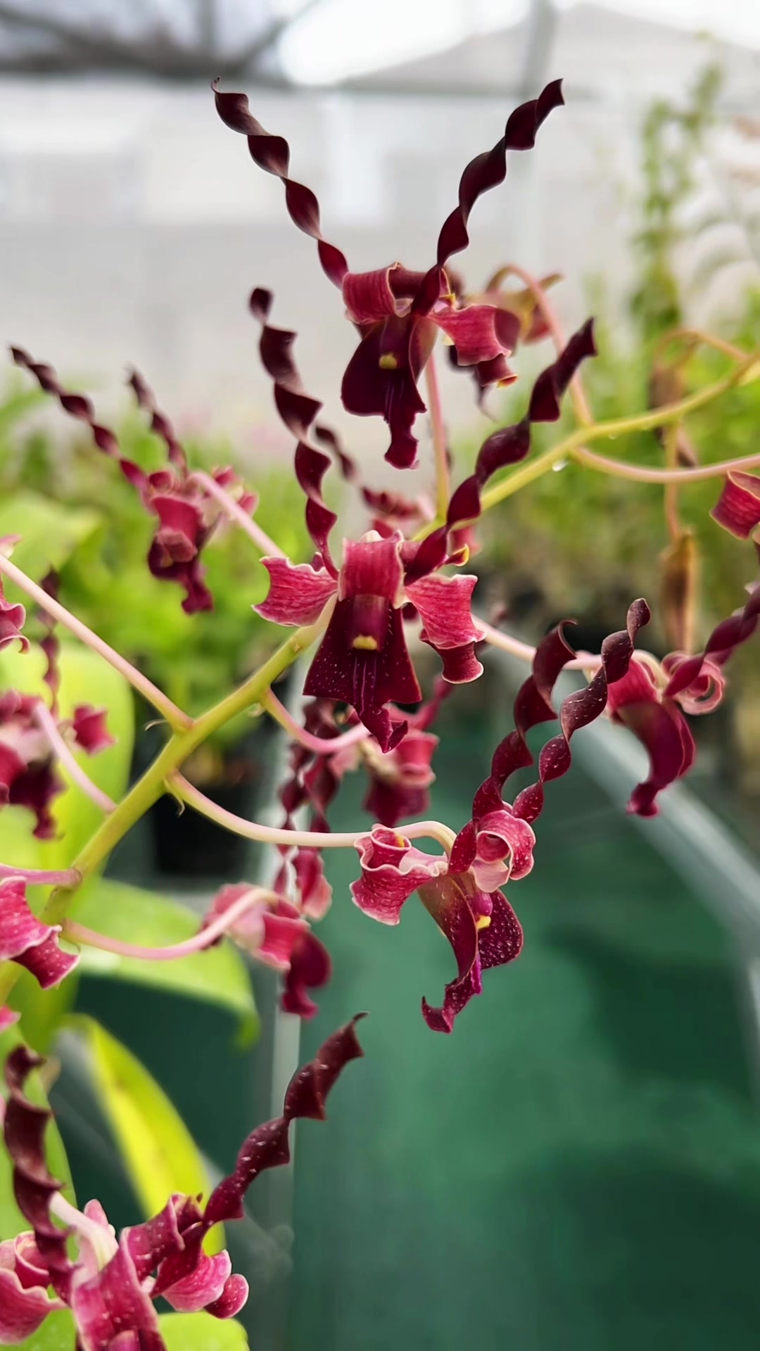 @Anggina Orchid