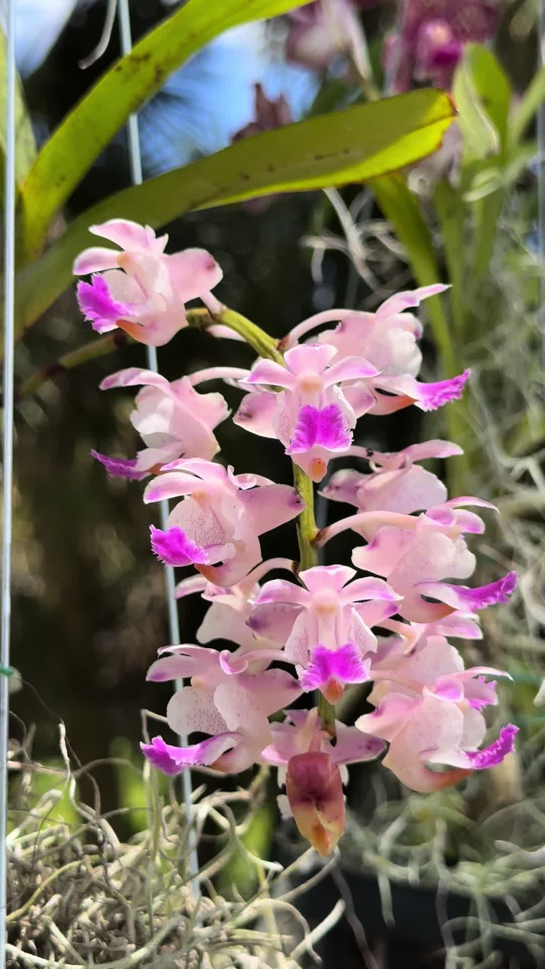 @Migs | Orchids ๐ธ