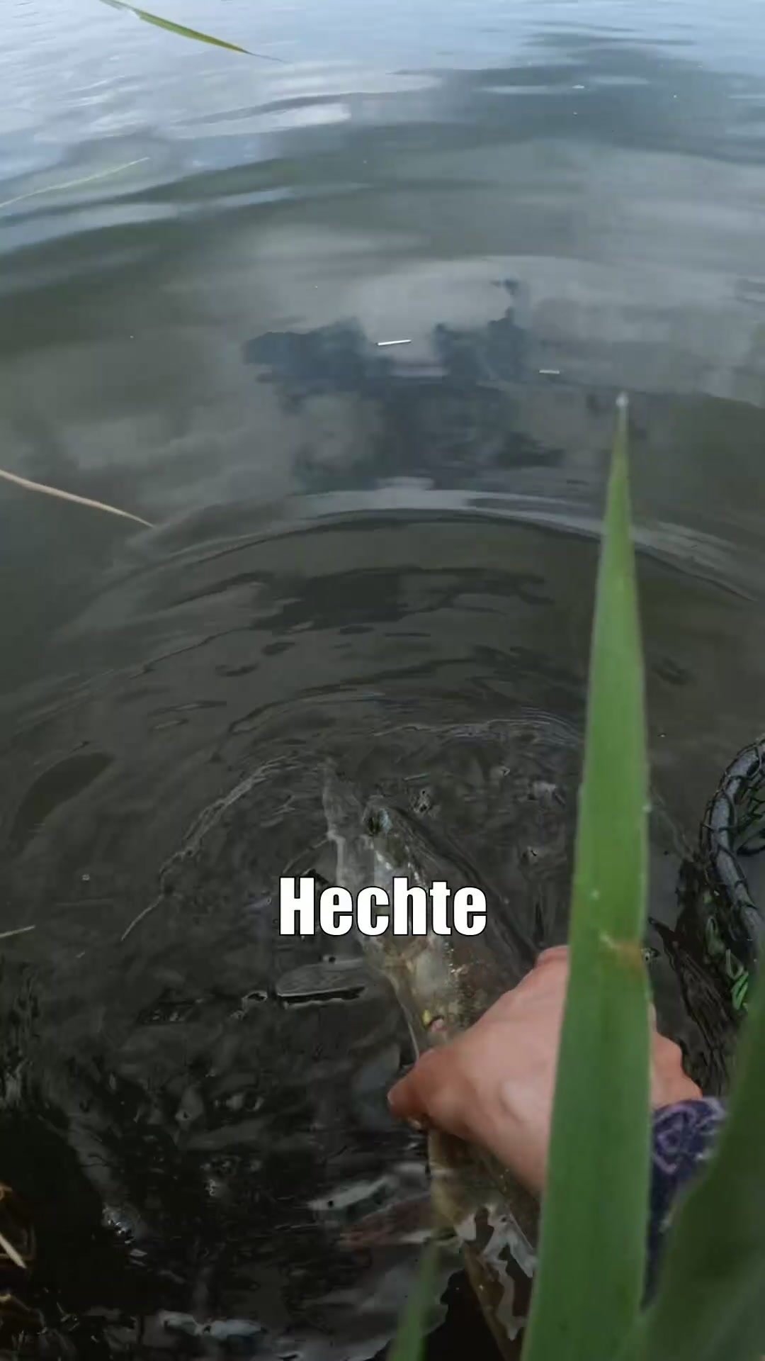 @Fischbulette
