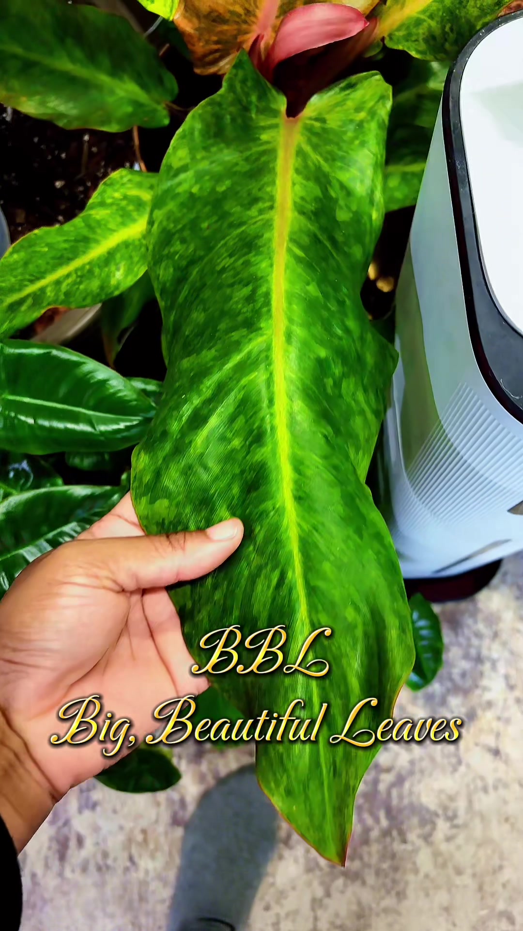 @PlantLadyNico🪴