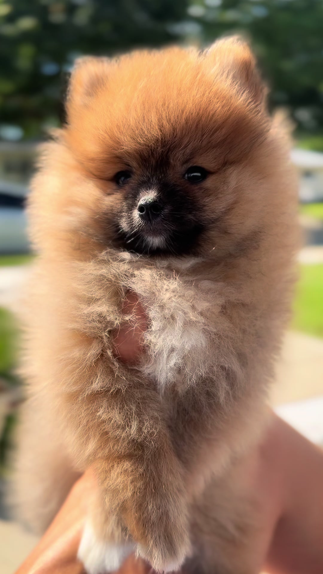 @blessedlittlepaw