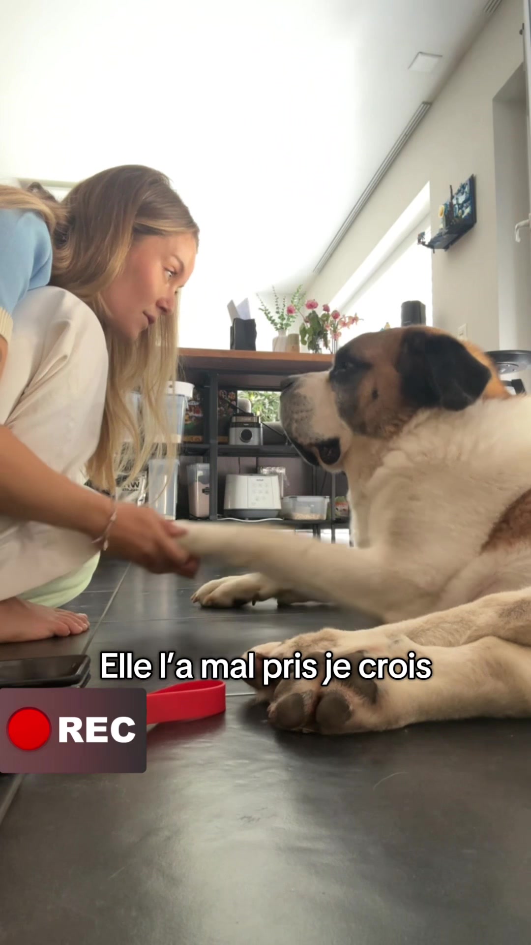 @Xena le St Bernard